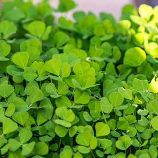 Organic Methi (bunch)