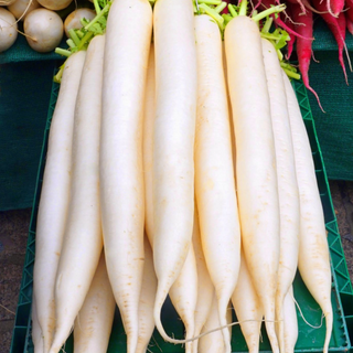 Organic Radish