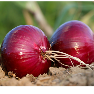 Non Organic Onion