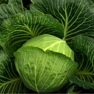 Organic Cabbage