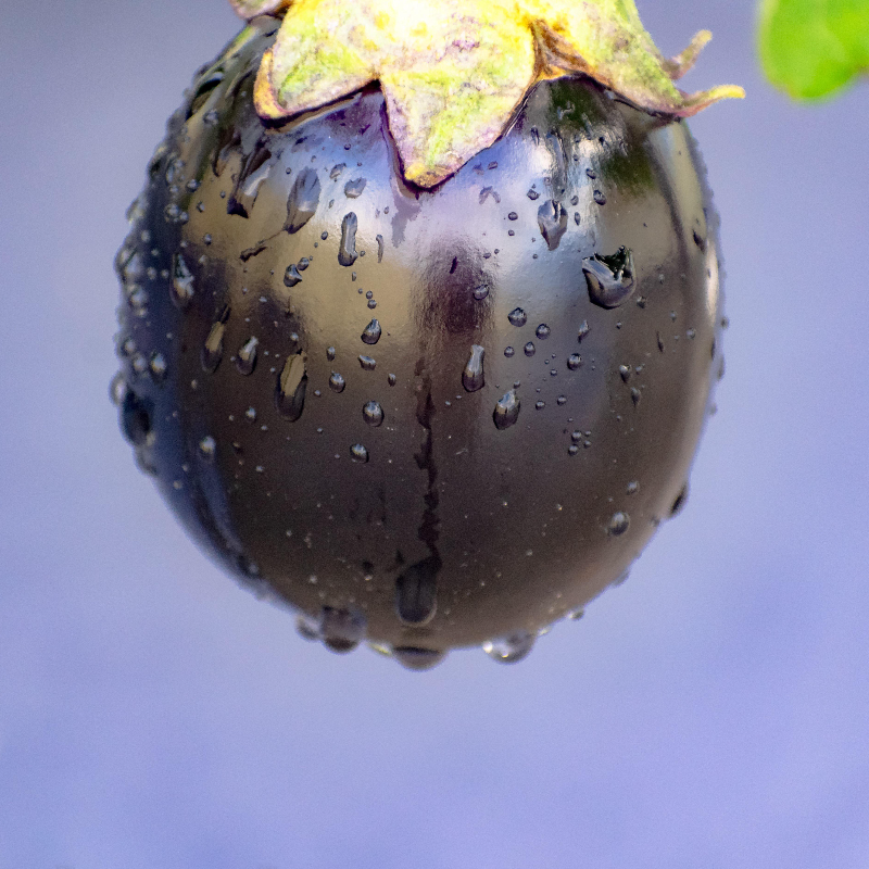 Organic Brinjal Main Image