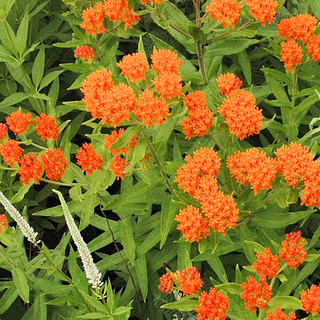 Butterfly Milkweed (Asclepias tuberosa)