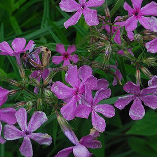 Prairie Phlox (Phlox pilosa)