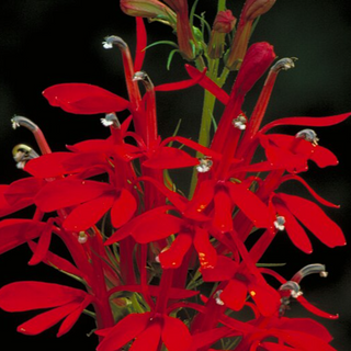 Cardinal Flower (Lobelia cardinalis)