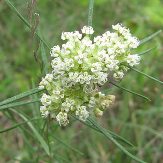 Whorled Milkweed (Asclepias verticillata)
