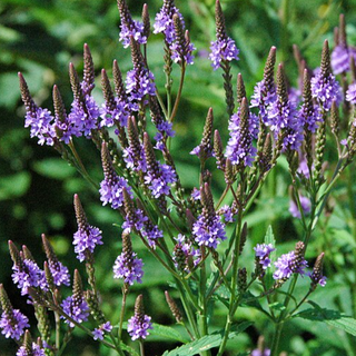 Blue Vervain (Verbena hastata)