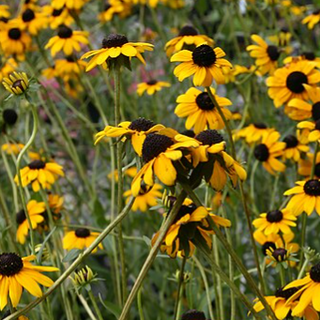 Orange Coneflower (Rudbeckia fulgida)