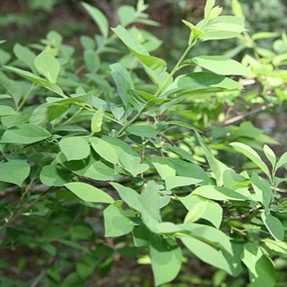 Spicebush (Lindera benzoin)