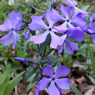 Woodland Phlox (Phlox divaricata)