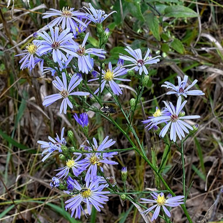 Sky Blue Aster (Symphyotrichum oolentangiense)
