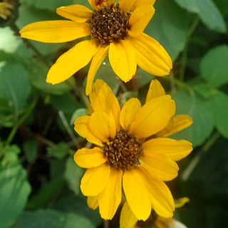 Western Sunflower (Helianthus occidentalis)