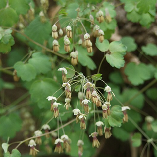 Early Meadow Rue (Thalictrum dioicum)
