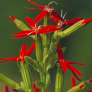 Royal Catchfly (Silene regia)