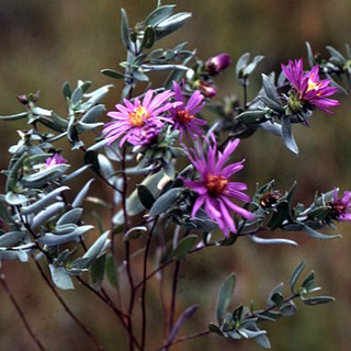 Silky Aster (Symphyotrichum sericeum)