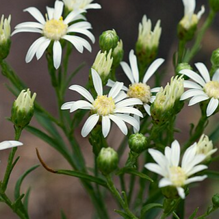 White Upland Goldenrod (Solidago ptarmicoides)