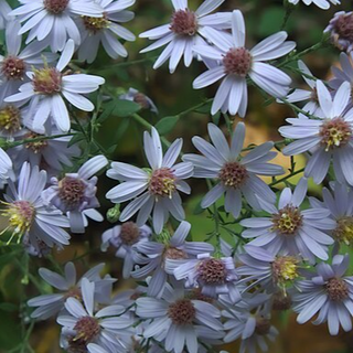Blue Wood Aster (Symphyotrichum cordifolium)