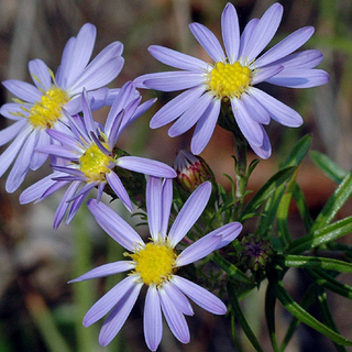 Stiff Aster (Ionactis linariifolia)