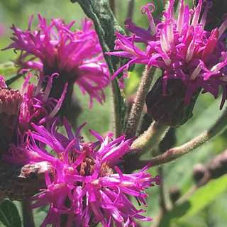 Ironweed (Vernonia missurica)