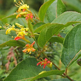 Bush Honeysuckle (Diervilla lonicera)