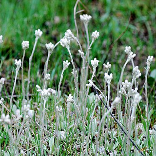 Field Pussytoes (Antennaria neglecta)
