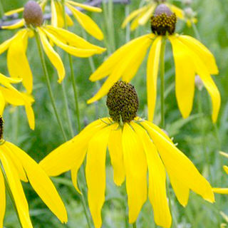 Yellow Coneflower (Ratibida pinnata)