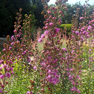Savanna Blazing Star (Liatris scariosa)