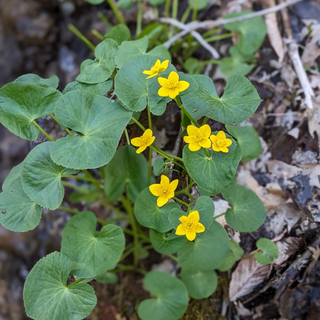 Marsh Marigold (Caltha palustris)