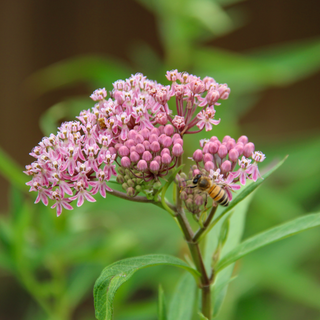 Swamp Milkweed (Asclepias incarnata)