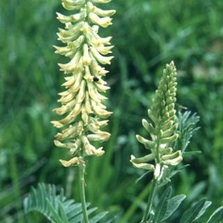 Canada Milkvetch  (Astragalus canadensis)