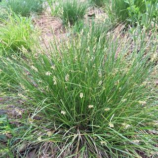 Plains Oval Sedge  (Carex brevior)