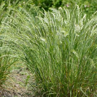 June Grass  (Koeleria macrantha)