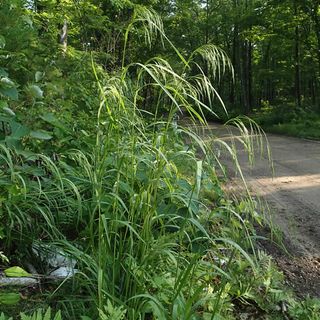 Hairy Woodland Brome  (Bromus pubescens)