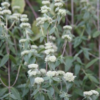 Whorled Mountain Mint  (Pycnanthemum verticillatum)