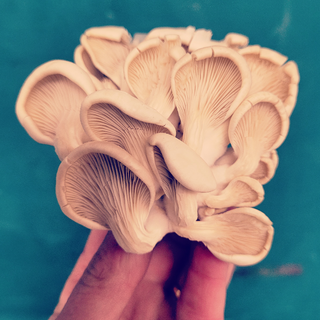 Oyster Mushrooms, per pak