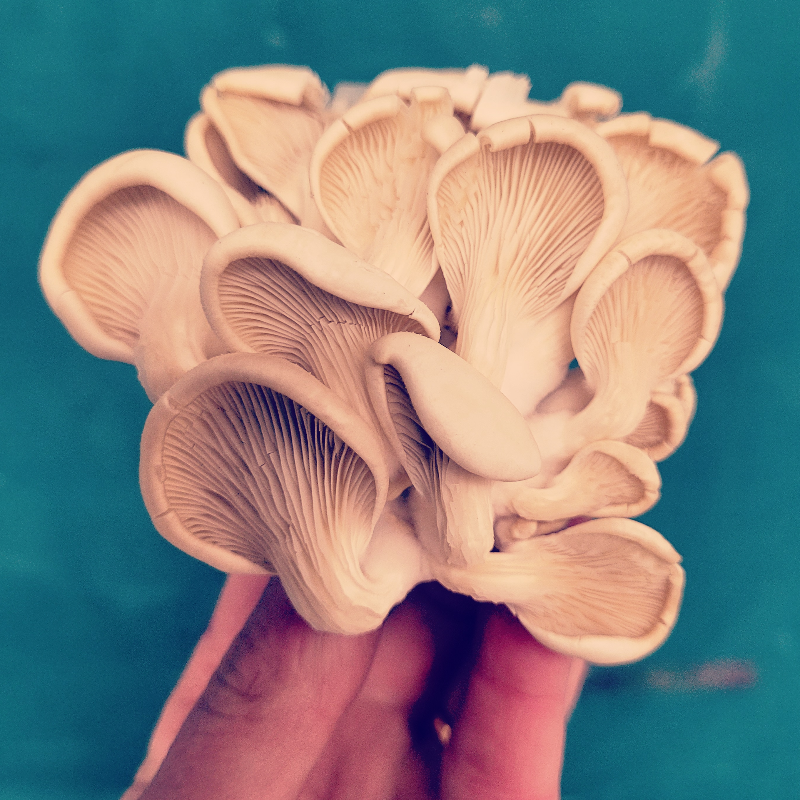 Oyster Mushrooms, per pak Main Image