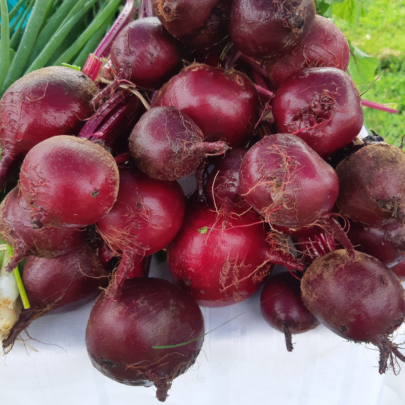 Beet Bunches- Red or Golden Main Image