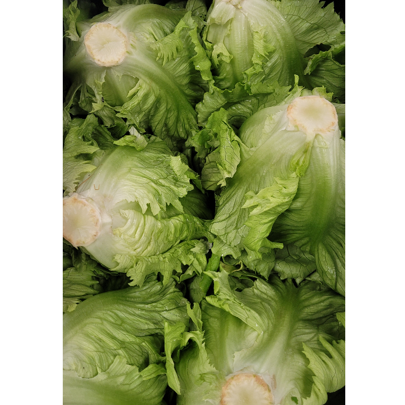 Head Lettuce Main Image