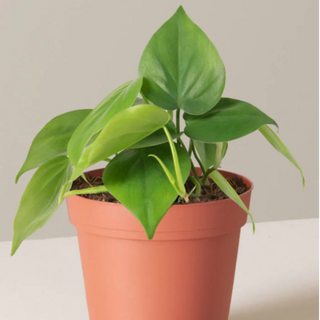 Plant 1