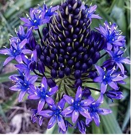 Scilla Peruviana, Bag of 5