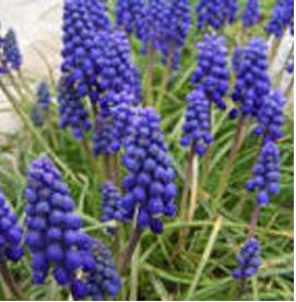 Muscari Armeniacum, Bag of 30