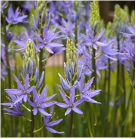 Camassia, Pale Blue, Bag of 6