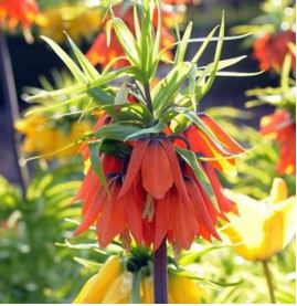 Rubra Maxima, Bag of 3