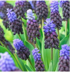 Muscari Latifolium, Bag of 25