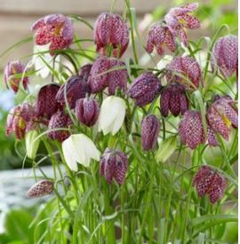 Meleagris Mix, Bag of 18