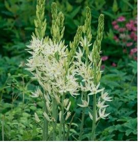 Camassia, White, Bag of 6