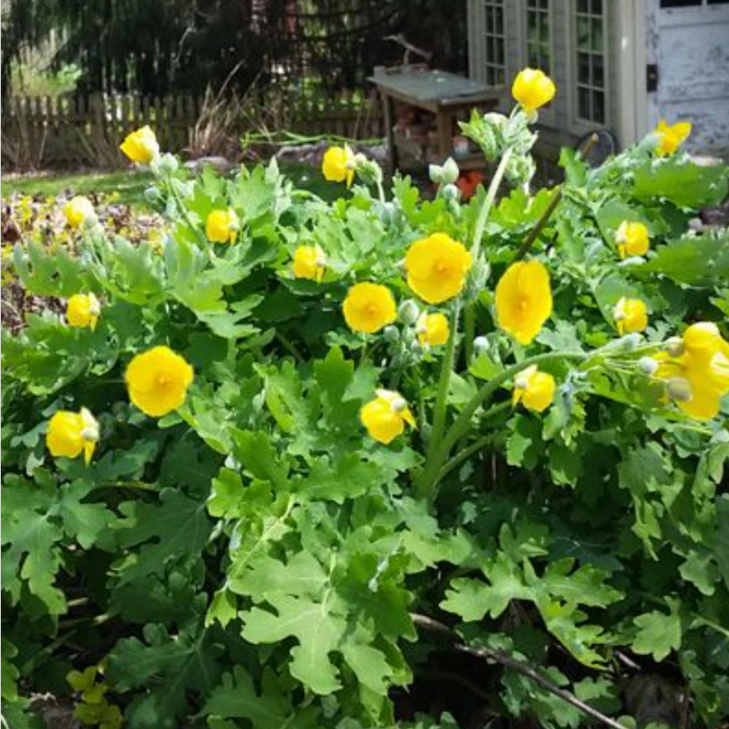 Stylophorum diphyllum (celandine poppy) 