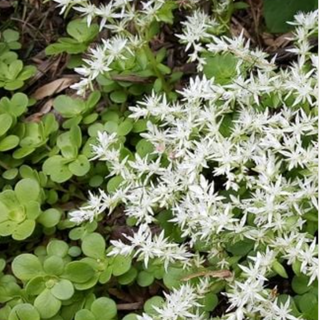 Sedum ternatum 'Larinem Park' (woodland stonecrop cultivar)