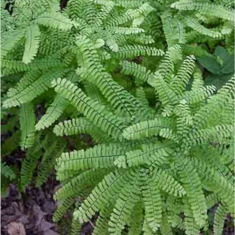 Adiantum pedatum (northern maidenhair fern)