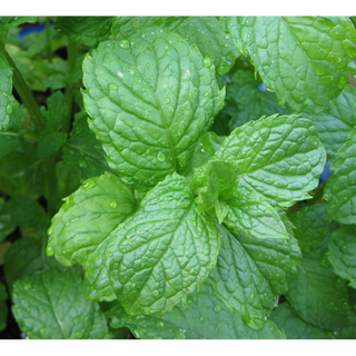 Fresh Mint Bundles 