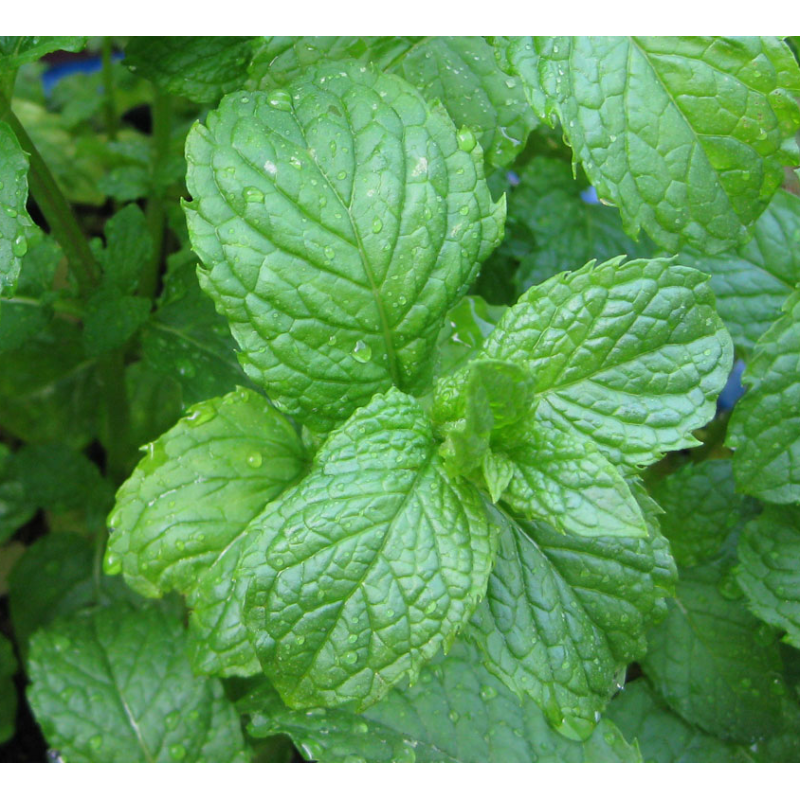 Fresh Mint Bundles  Main Image